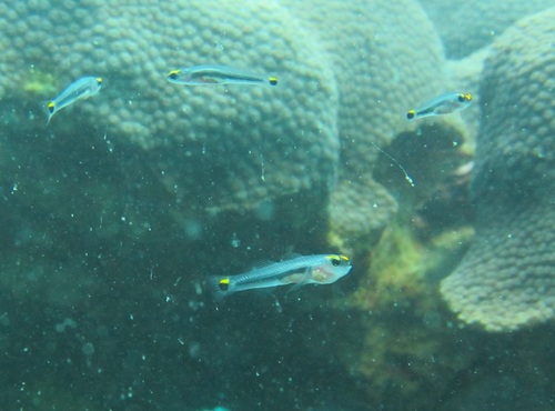 ภาพ ปลาบู่นีออนบู่ (Elacatinus jarocho)