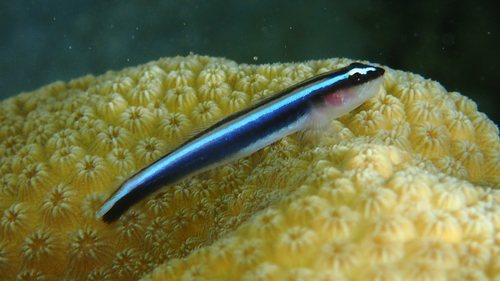 ภาพ ปลาบู่นีออนแคริบเบียนนีออนบู่ (Elacatinus lobeli)