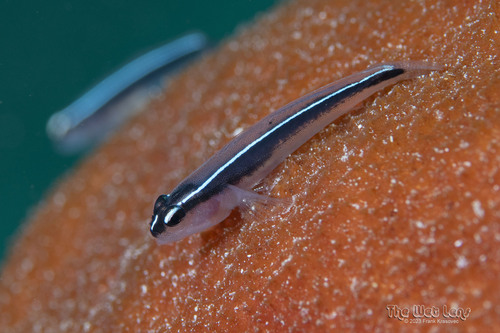 ภาพ ปลาบู่นีออนบู่ (Elacatinus lori)