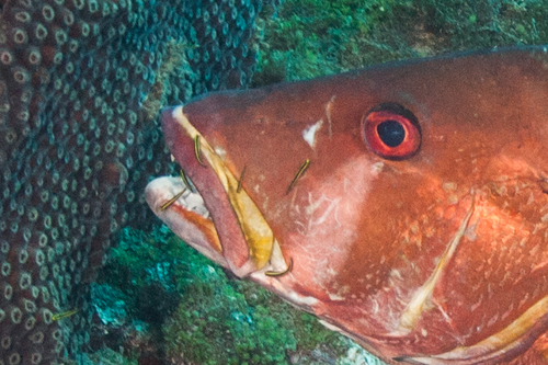 ภาพ ปลาบู่นีออนทำความสะอาดบู่ (Elacatinus phthirophagus)
