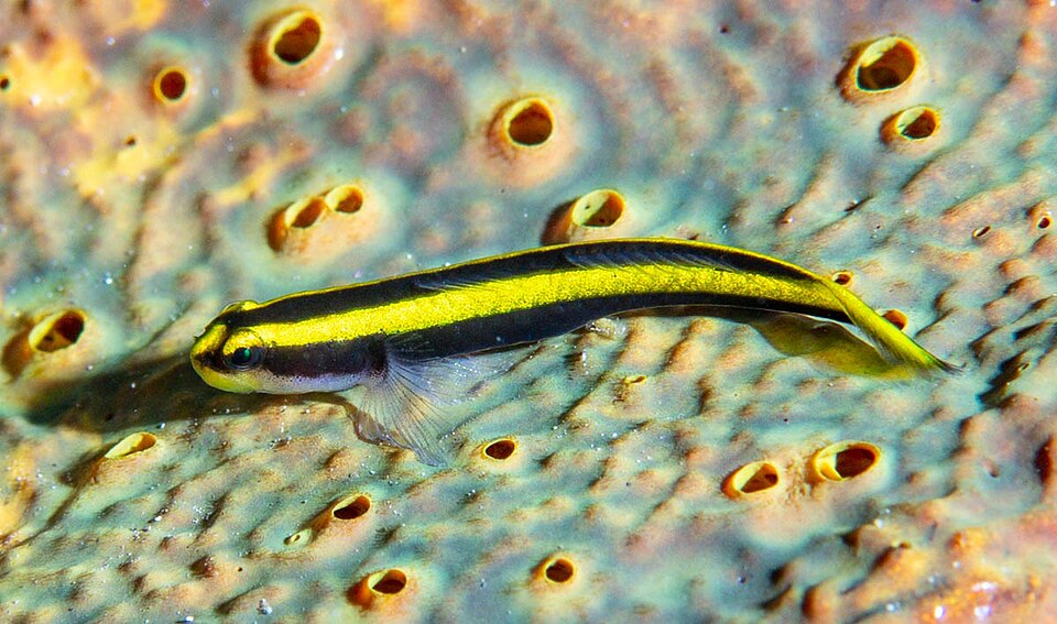 ภาพ ปลาบู่นีออนทำความสะอาดบู่ (Elacatinus pridisi)