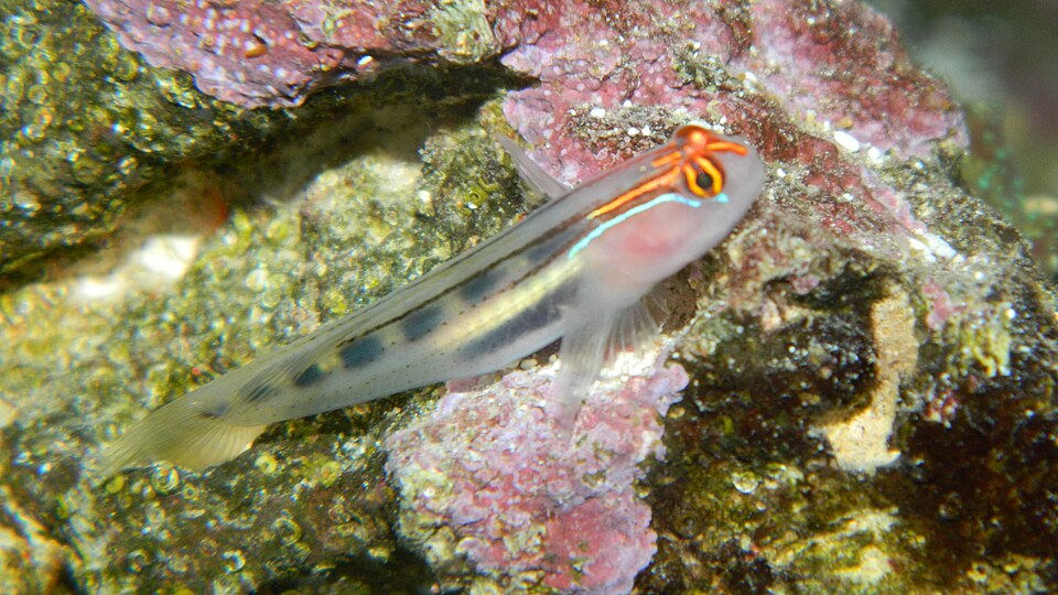 ภาพ ปลาบู่นีออนบู่ (Elacatinus puncticulatus)
