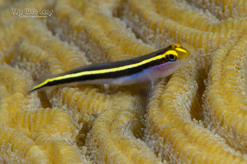 ภาพ ปลาบู่นีออนบู่ (Elacatinus randalli)