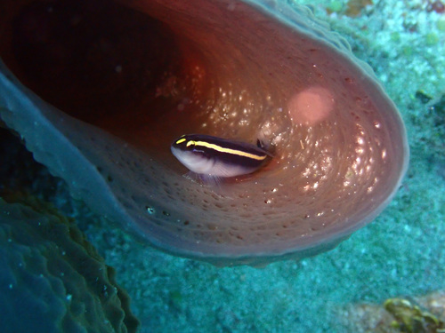 ภาพ ปลาบู่นีออนบู่ (Elacatinus serranilla)