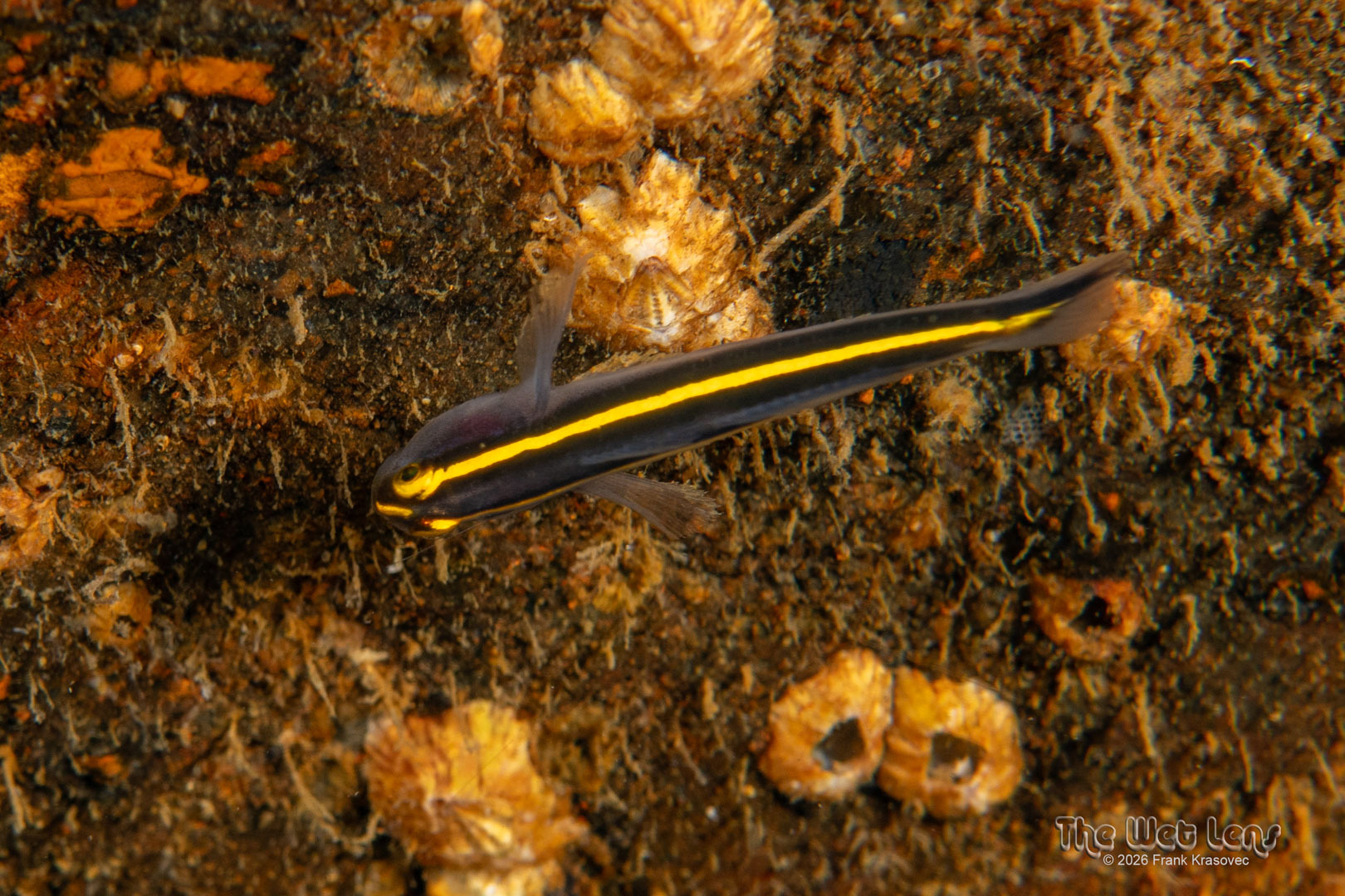 ภาพ ปลาบู่นีออนบู่ (Elacatinus xanthiprora)