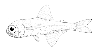 ภาพ ปลา paucirastra (Electrona paucirastra)