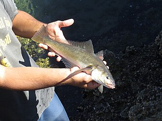 ภาพ ปลา maclovinus (Eleginops maclovinus)