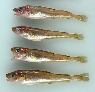 ภาพ ปลา gracilis (Eleginus gracilis)