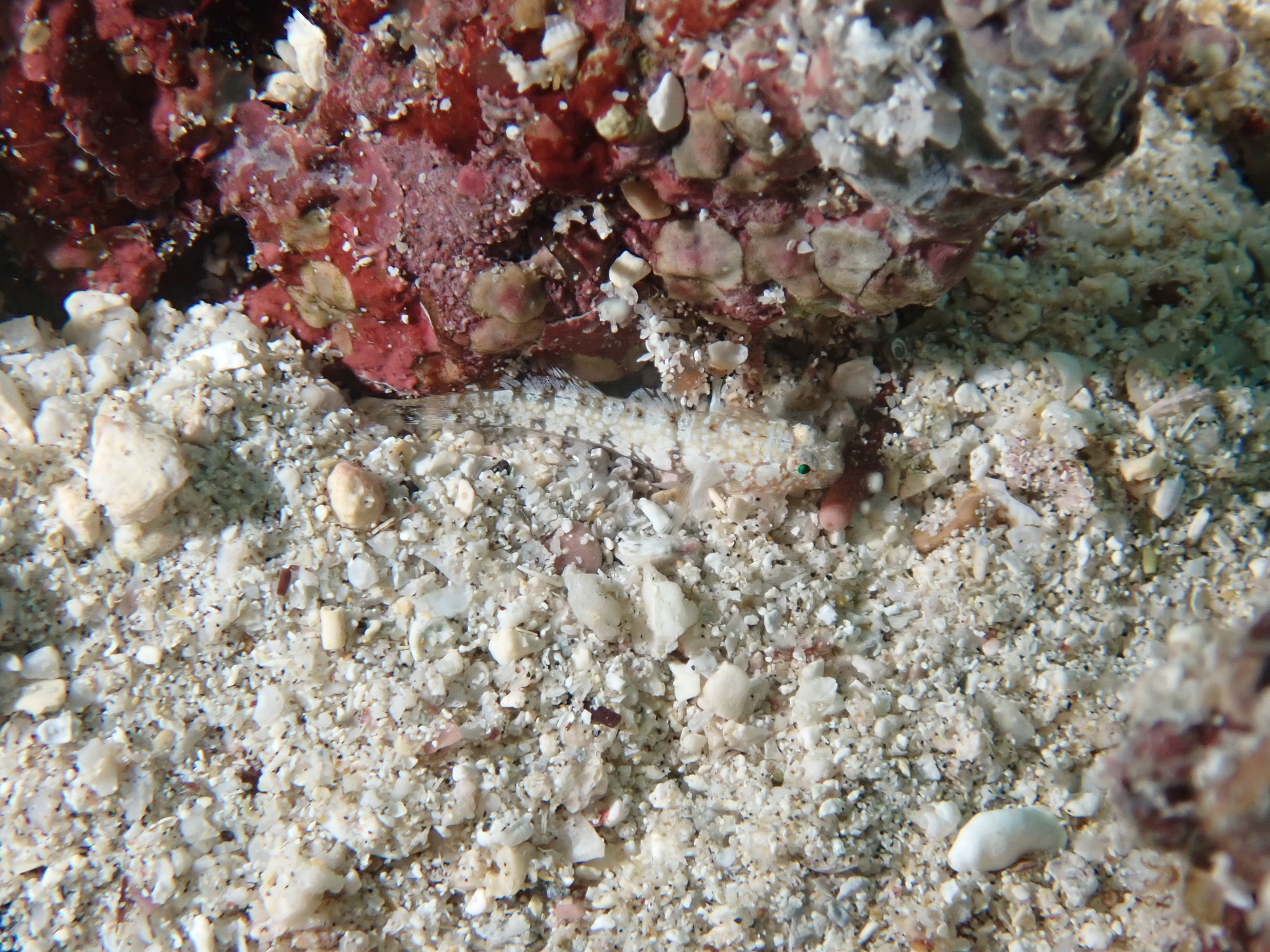 ภาพ ปลาบู่บู่ (Eleotrica cableae)