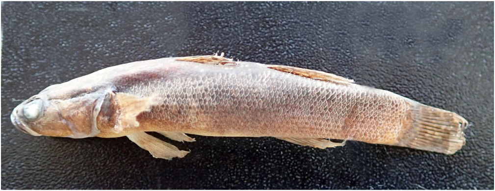 ภาพ ปลา diamsoi (Eleotris diamsoi)