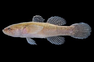 ภาพ ปลา melanosoma (Eleotris melanosoma)