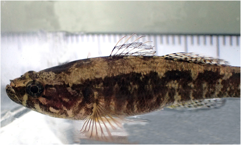 ภาพ ปลา pellegrini (Eleotris pellegrini)