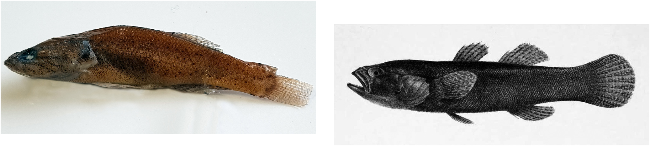 ภาพ ปลา sahanaensis (Eleotris sahanaensis)