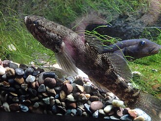 ภาพ ปลา sandwicensis (Eleotris sandwicensis)