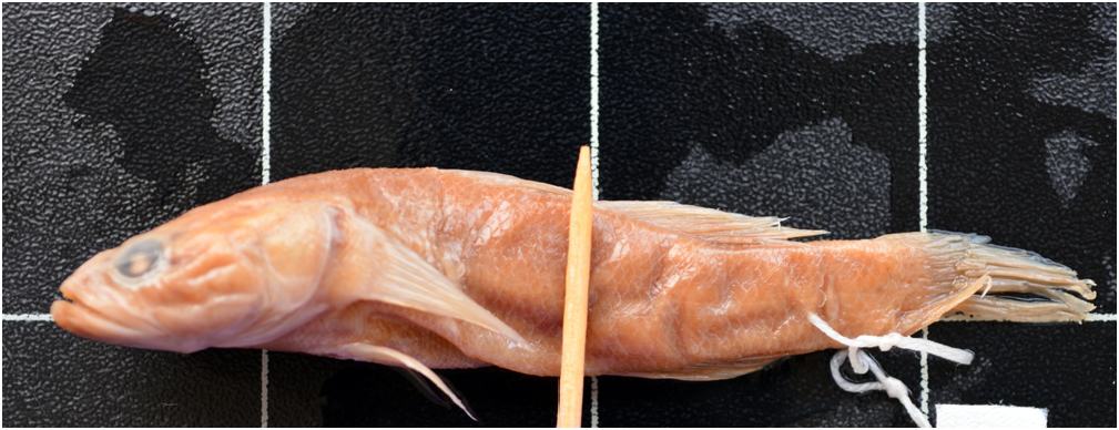 ภาพ ปลา vomerodentata (Eleotris vomerodentata)