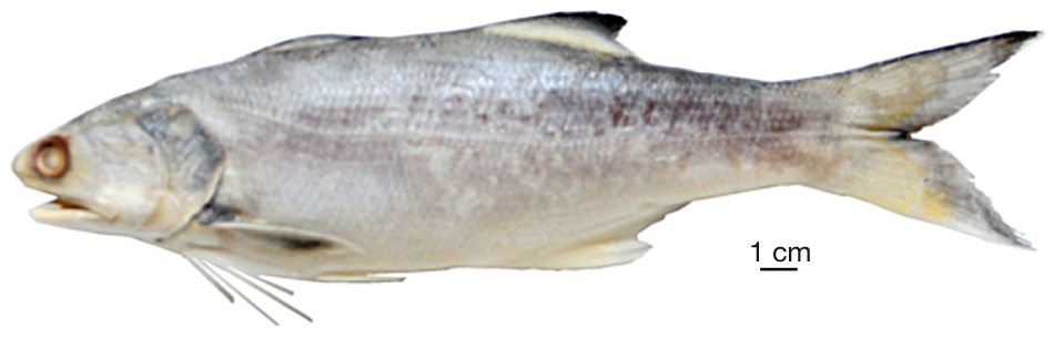 ภาพ ปลา rhadinum (Eleutheronema rhadinum)