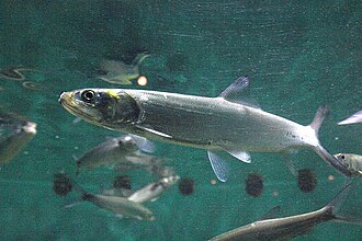 ภาพ ปลา affinis (Elops affinis)