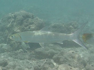 ภาพ ปลา hawaiensis (Elops hawaiensis)