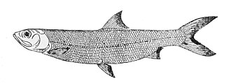 ภาพ ปลา lacerta (Elops lacerta)