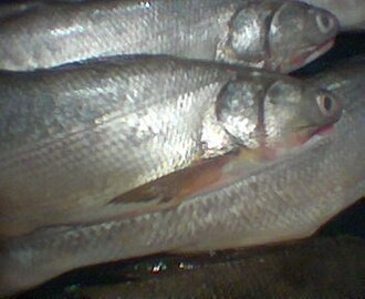 ภาพ ปลา machnata (Elops machnata)