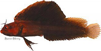 ภาพ ปลา atlantica (Emblemaria atlantica)