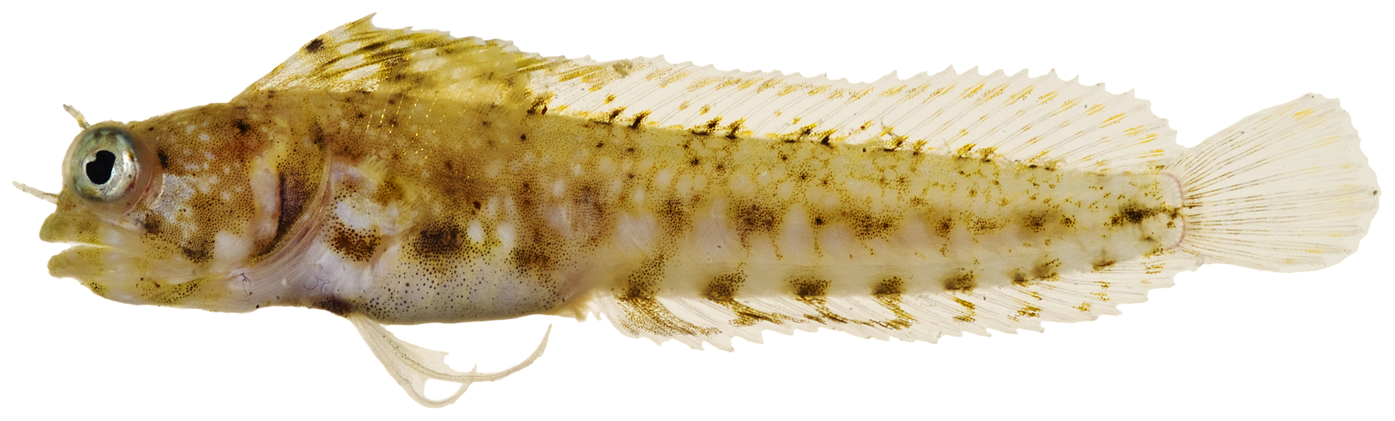 ภาพ ปลา pandionis (Emblemaria pandionis)