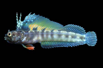 ภาพ ปลา piratica (Emblemaria piratica)