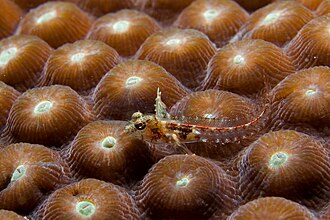 ภาพ ปลา carib (Emblemariopsis carib)