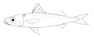 ภาพ ปลา nitidus (Emmelichthys nitidus)