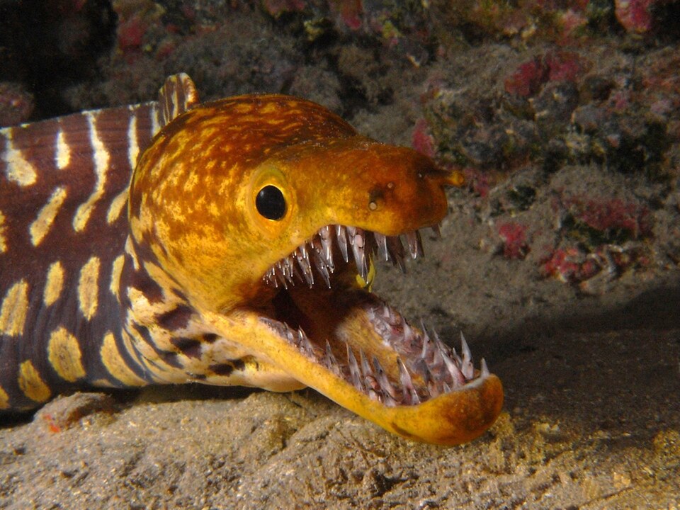 ภาพ ปลาไหลมอเรย์ anatina (Enchelycore anatina)