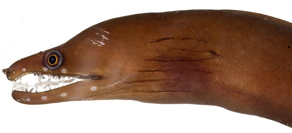 ภาพ ปลาไหลมอเรย์แคริบเบียน (Enchelycore carychroa)