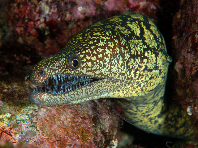 ภาพ ปลาไหลมอเรย์ lichenosa (Enchelycore lichenosa)