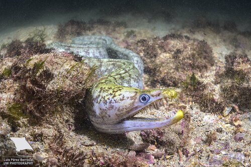 ภาพ ปลาไหลมอเรย์ลายด่าง (Enchelycore nigricans)