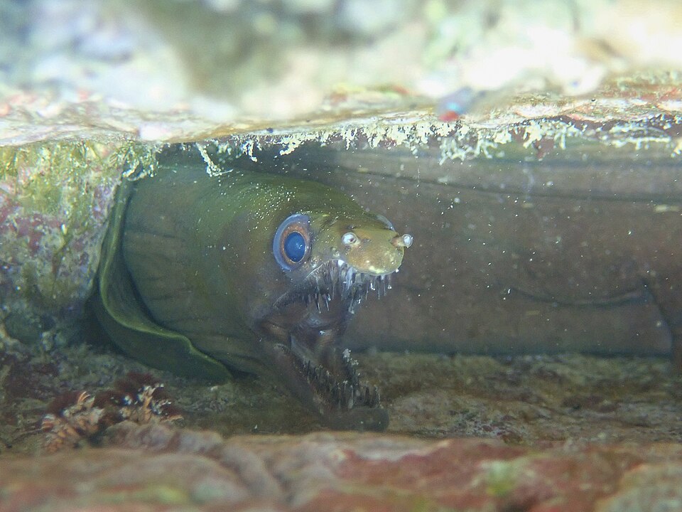 ภาพ ปลาไหลมอเรย์ octaviana (Enchelycore octaviana)