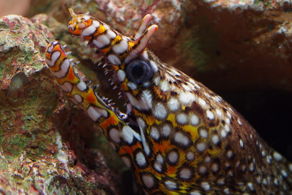ภาพ ปลาไหลมอเรย์ไหล (Enchelycore pardalis)