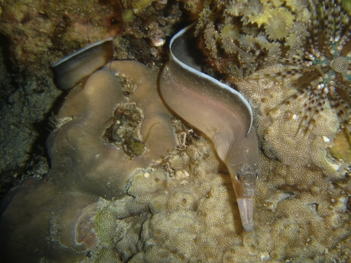 ภาพ ปลาไหลมอเรย์ schismatorhynchus (Enchelycore schismatorhynchus)