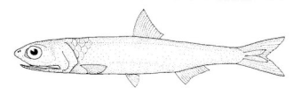 ภาพ ปลา australis (Engraulis australis)