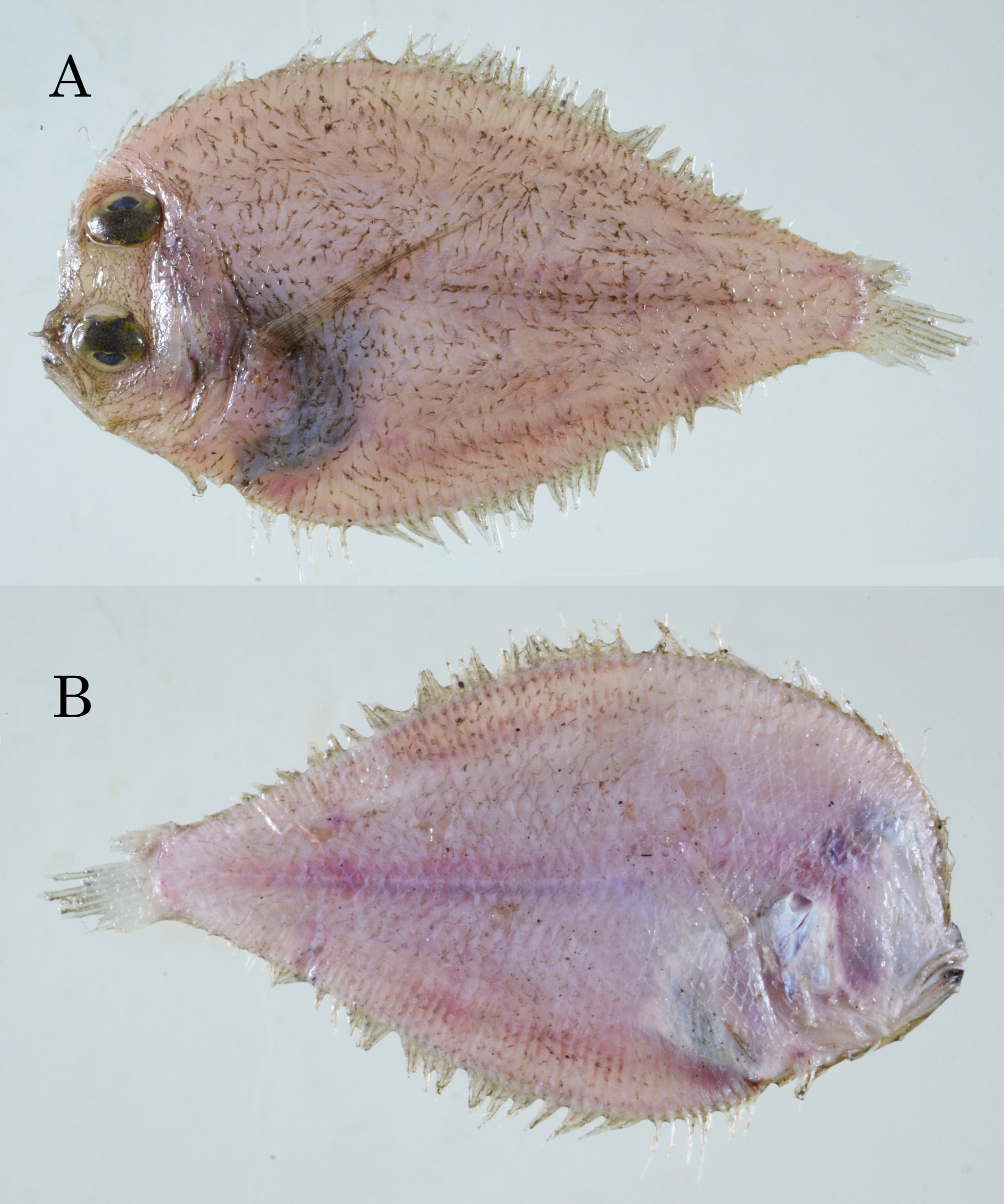 ภาพ ปลา brevifrontale (Engyprosopon brevifrontale)