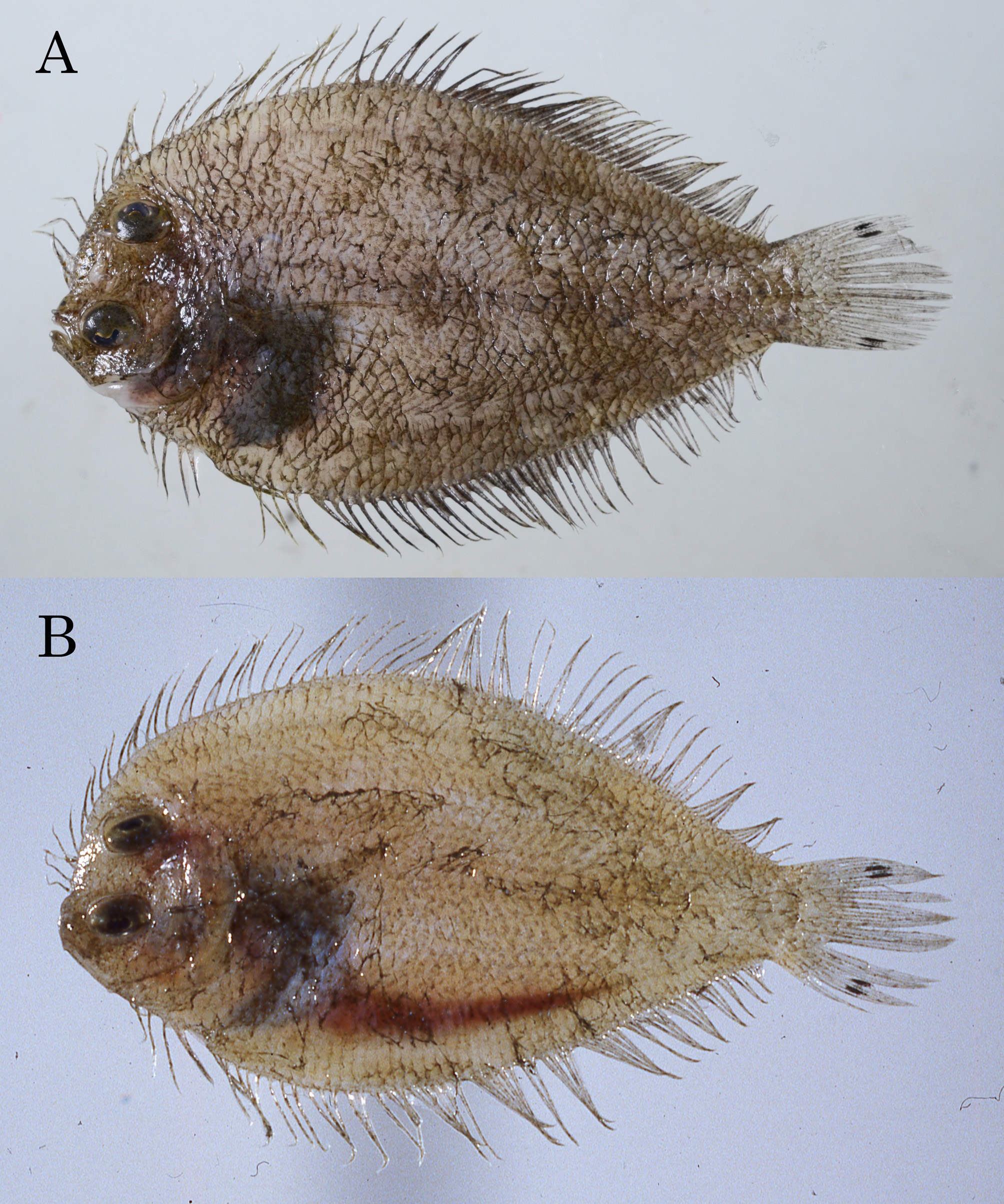 ภาพ ปลา grandisquama (Engyprosopon grandisquama)