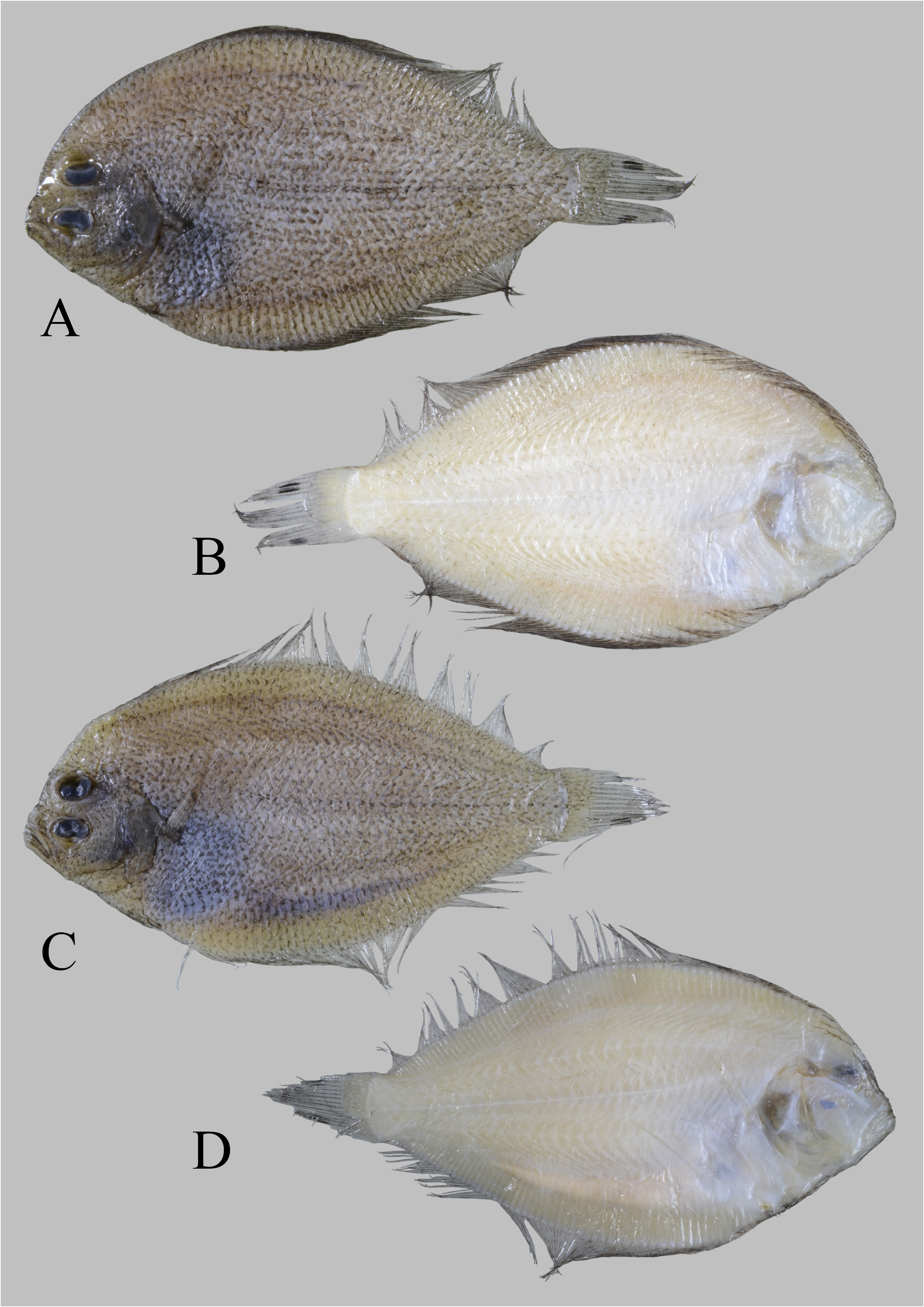 ภาพ ปลา keliaoense (Engyprosopon keliaoense)