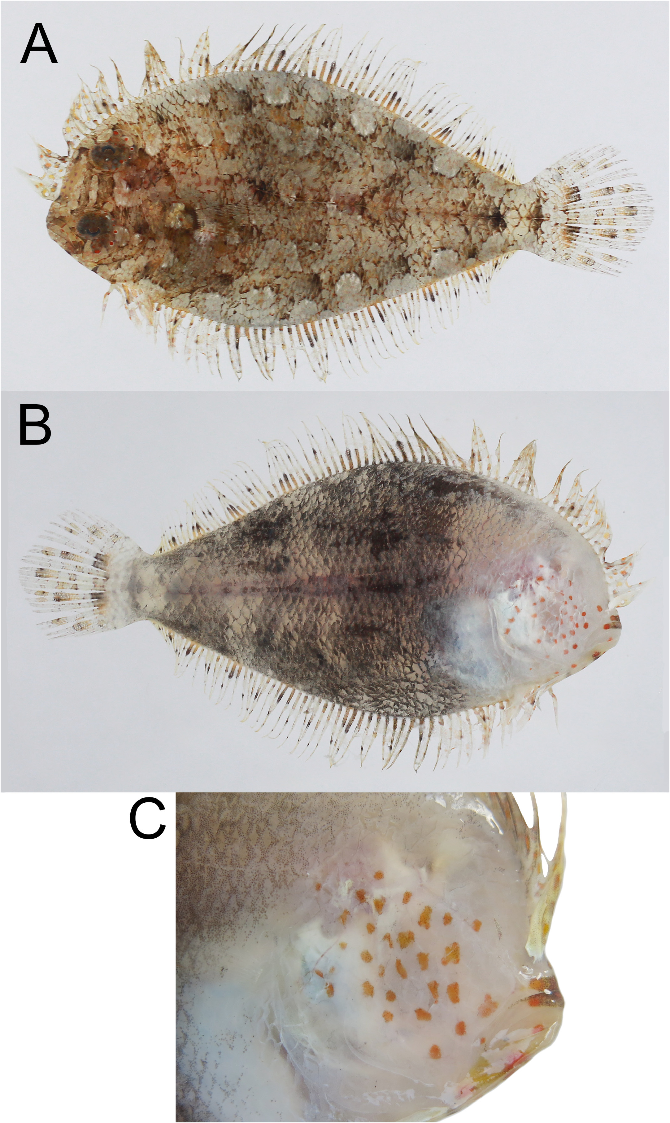 ภาพ ปลา macrolepis (Engyprosopon macrolepis)