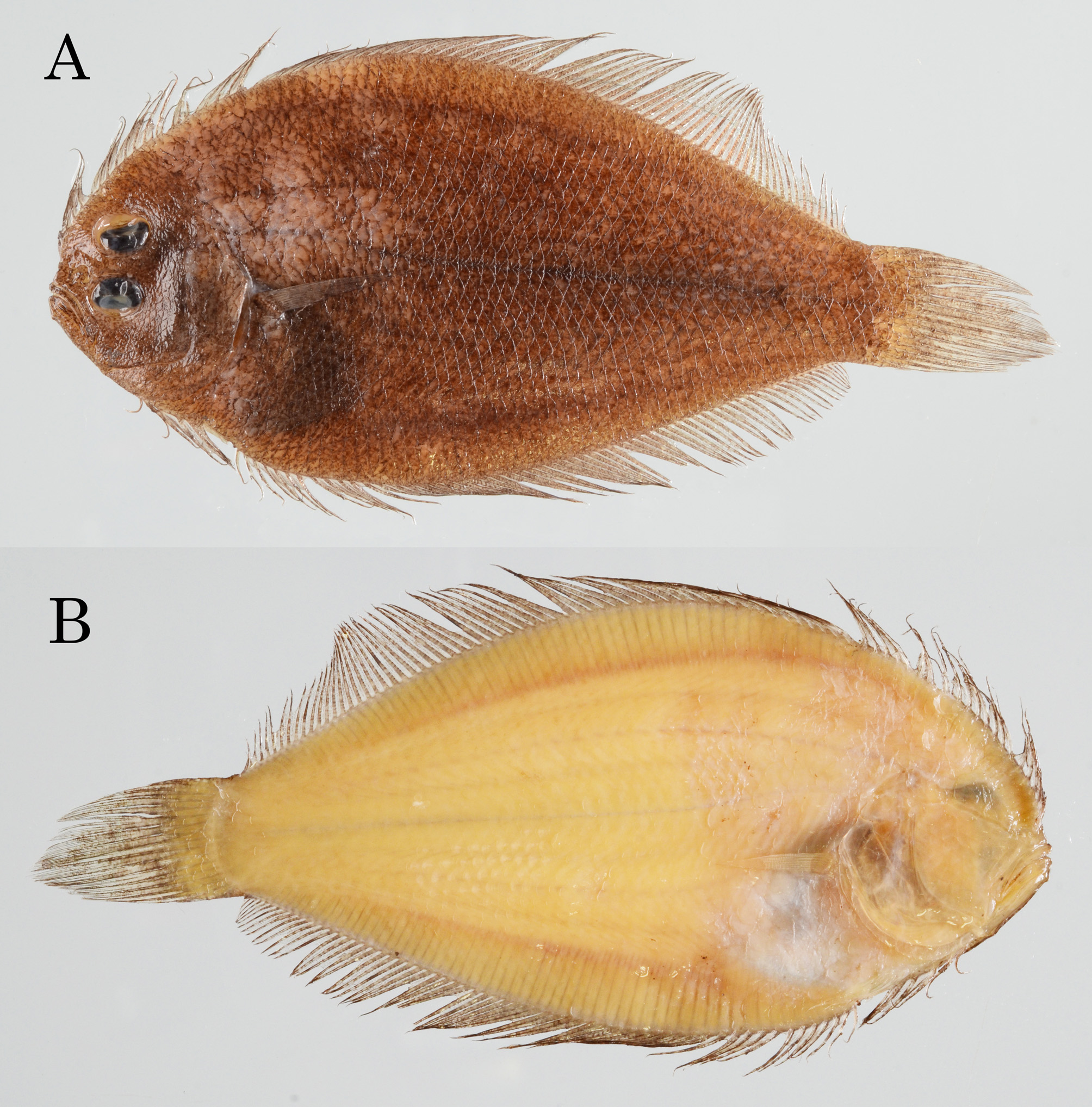 ภาพ ปลา mogkii (Engyprosopon mogkii)