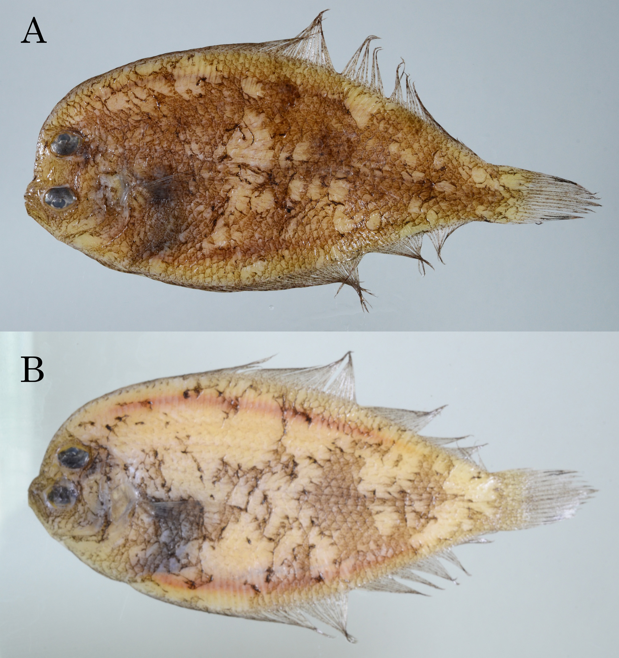 ภาพ ปลา multisquama (Engyprosopon multisquama)