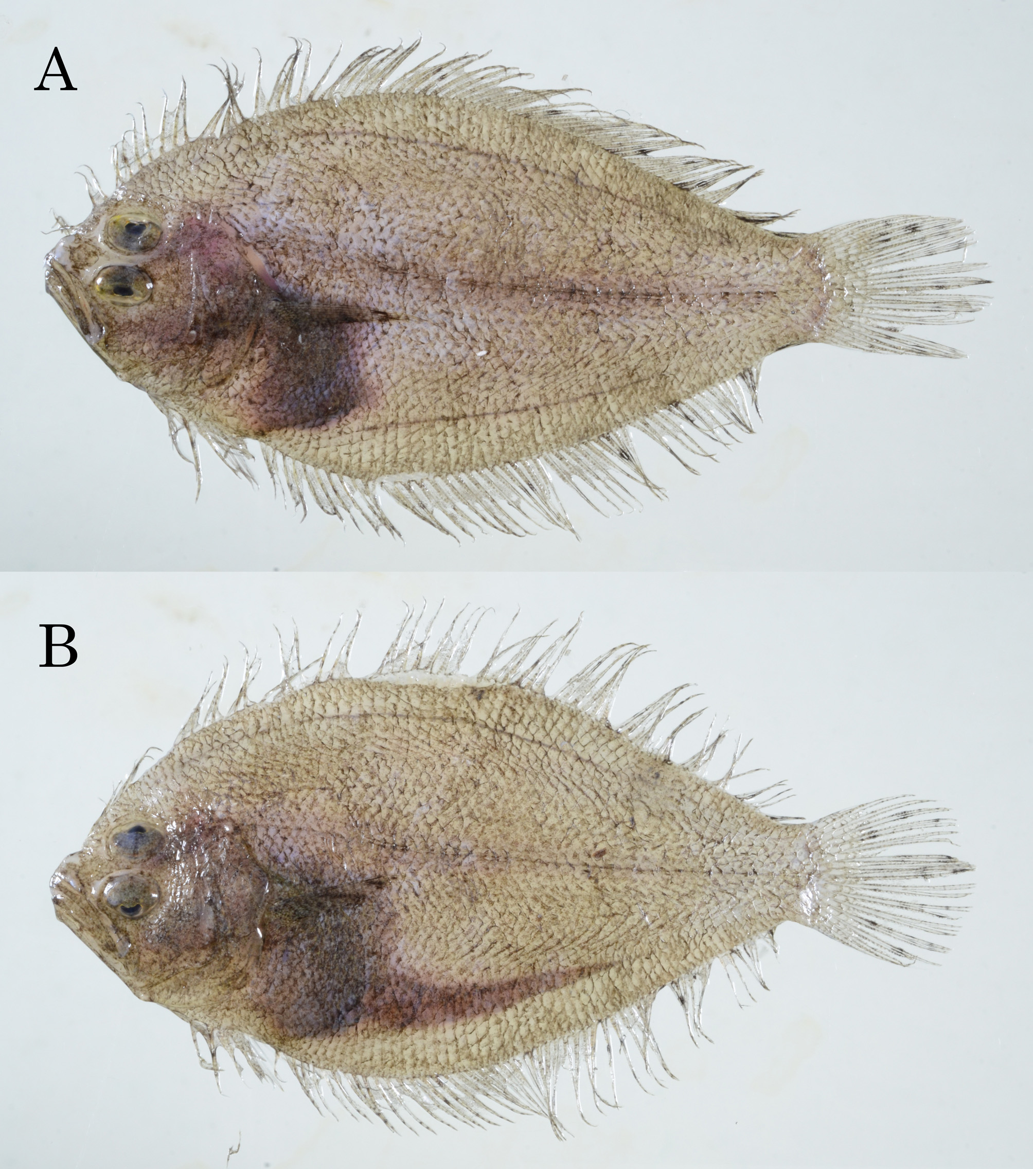 ภาพ ปลา parvipectorale (Engyprosopon parvipectorale)