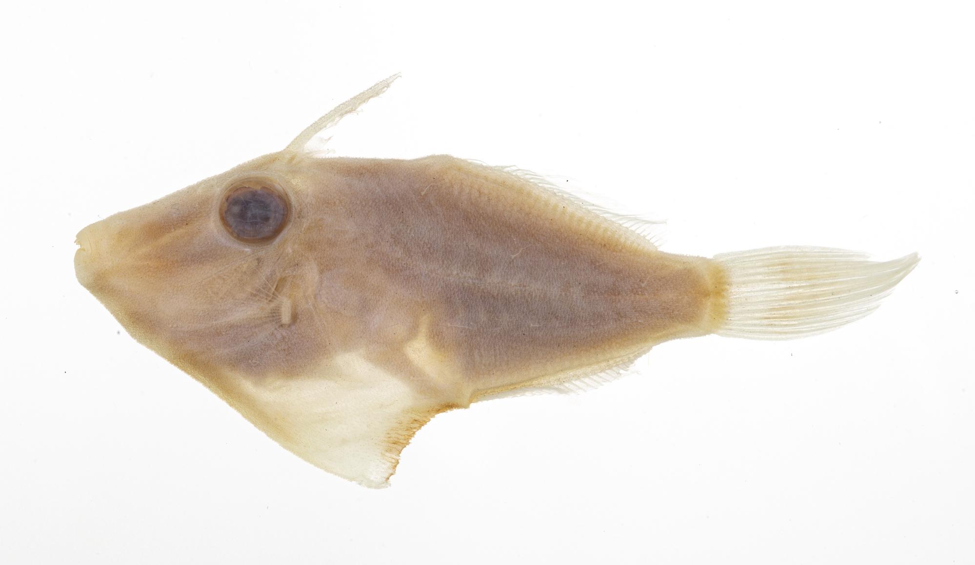 ภาพ ปลาวัวหนังดำแนวปะการัง (Enigmacanthus filamentosus)