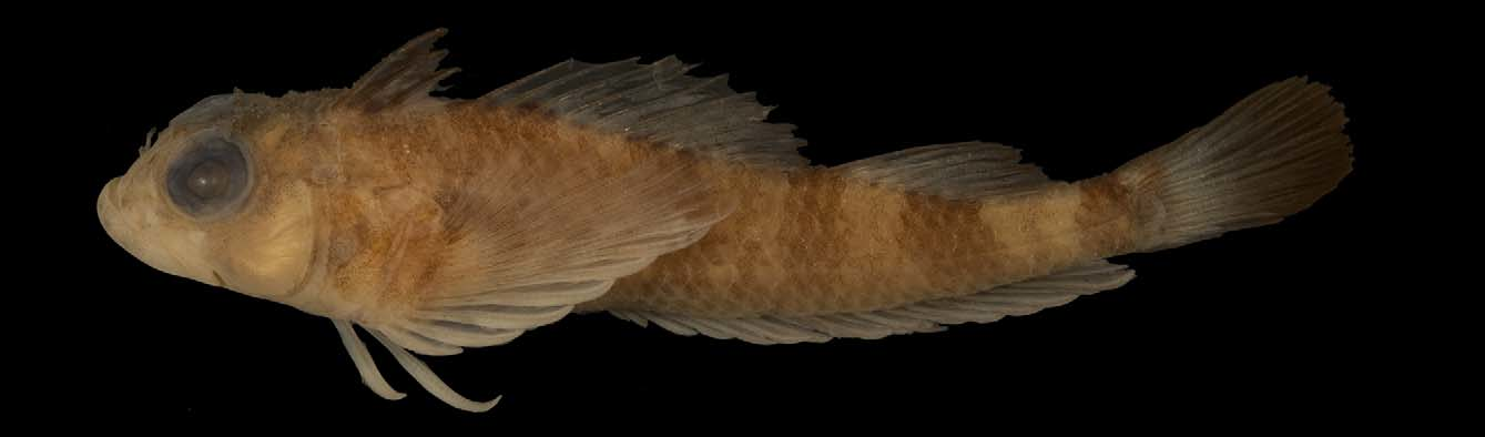 ภาพ ปลา macrops (Enneanectes macrops)