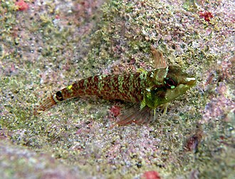 ภาพ ปลา elegans (Enneapterygius elegans)