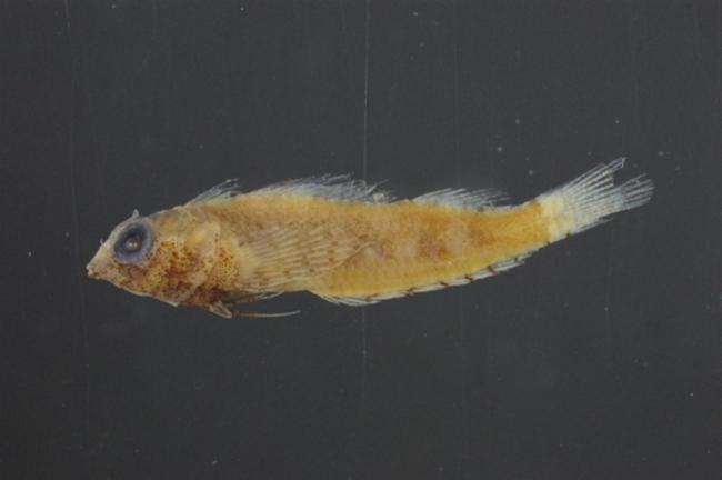 ภาพ ปลา gracilis (Enneapterygius gracilis)