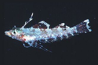 ภาพ ปลา mirabilis (Enneapterygius mirabilis)