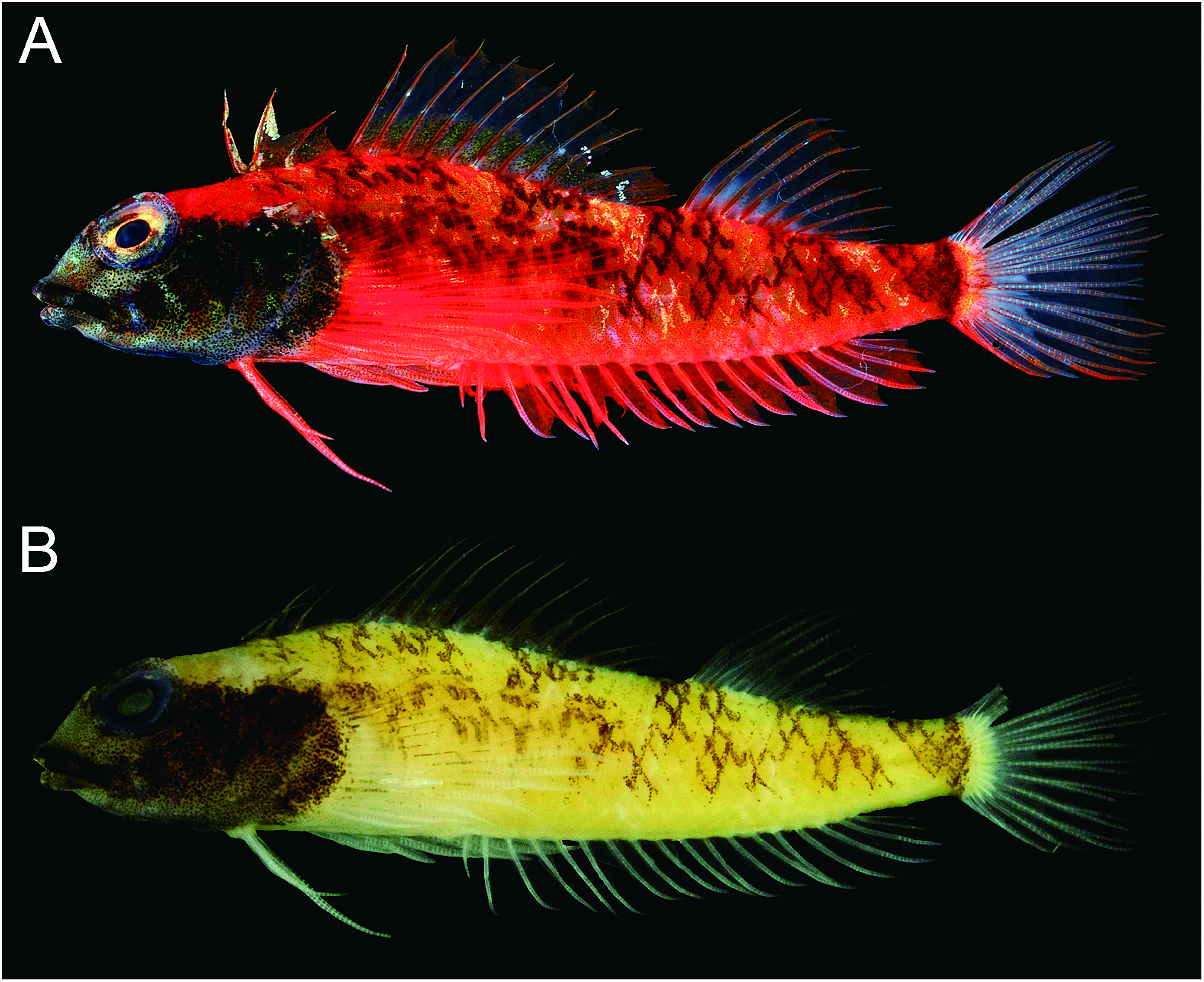 ภาพ ปลา phoenicosoma (Enneapterygius phoenicosoma)